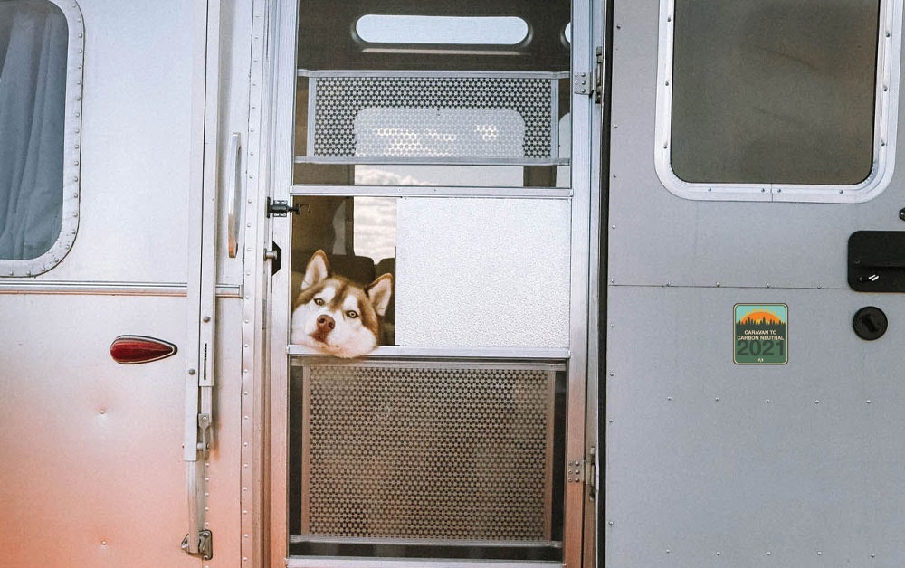 Dog sitting head out window with Caravan to Carbon Neutral sticker on door
